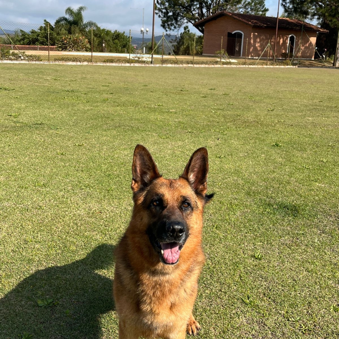 Asilo para Cachorros Idosos | Sunset Resort – Cuidado Especial na Melhor Idade
