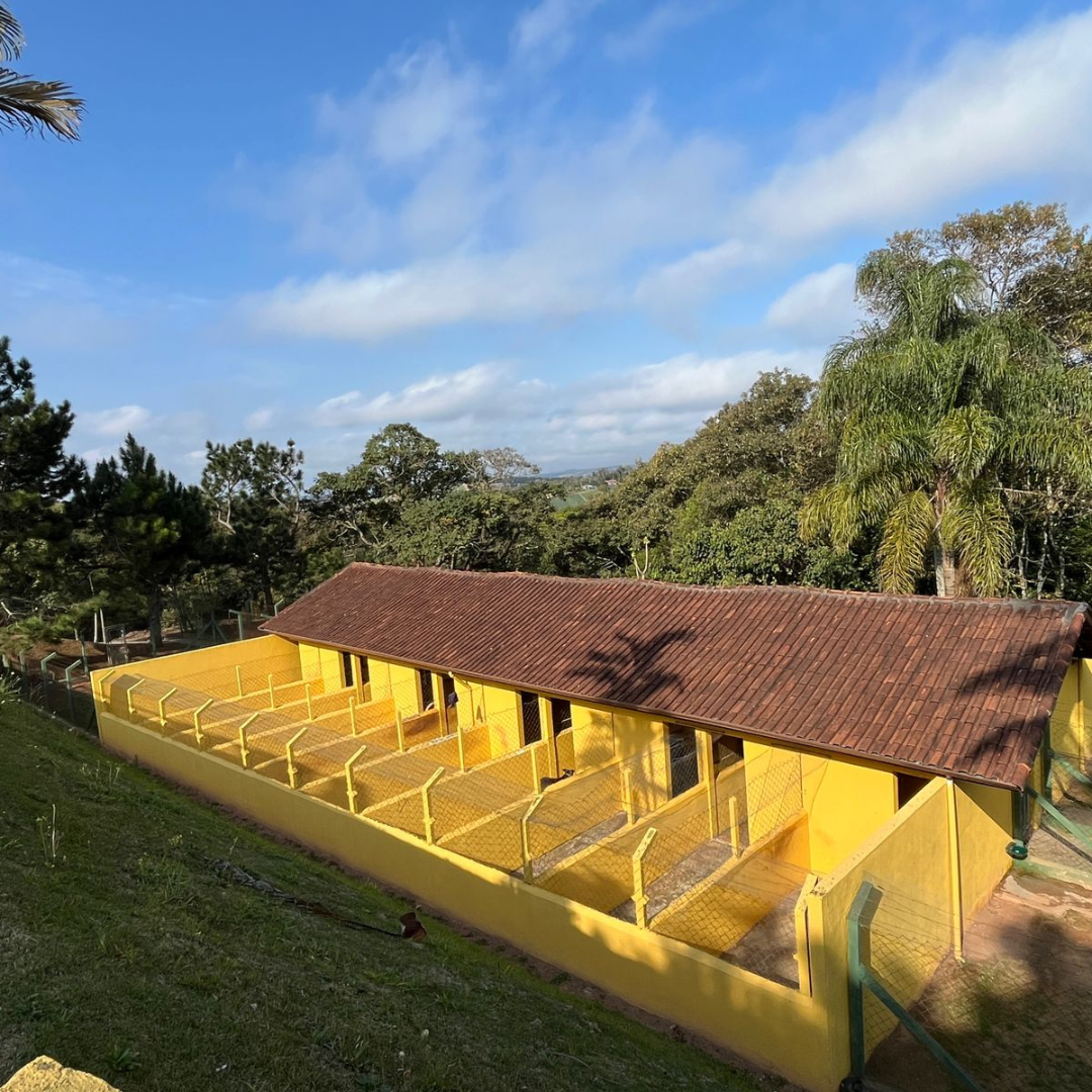 Asilo para Cachorro SP | Sunset Resort – Cuidado Completo para Cães Idosos