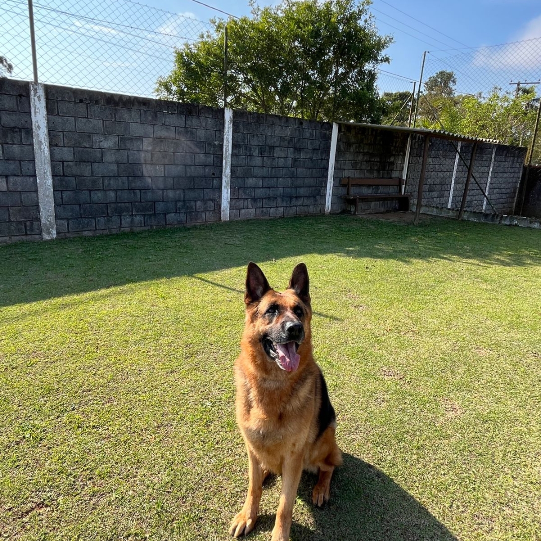 Asilo para Cachorros Idosos SP | Sunset Resort – Cuidado e Conforto para Cães na Melhor Idade