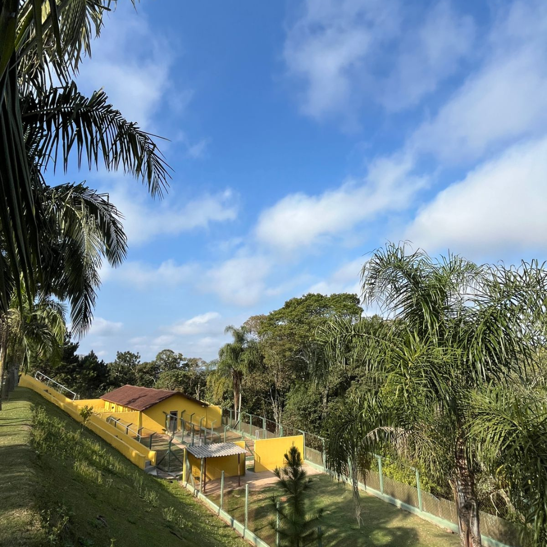 Asilo para Cachorro Idoso | Sunset Resort – Estrutura Completa para Cães na Terceira Idade
