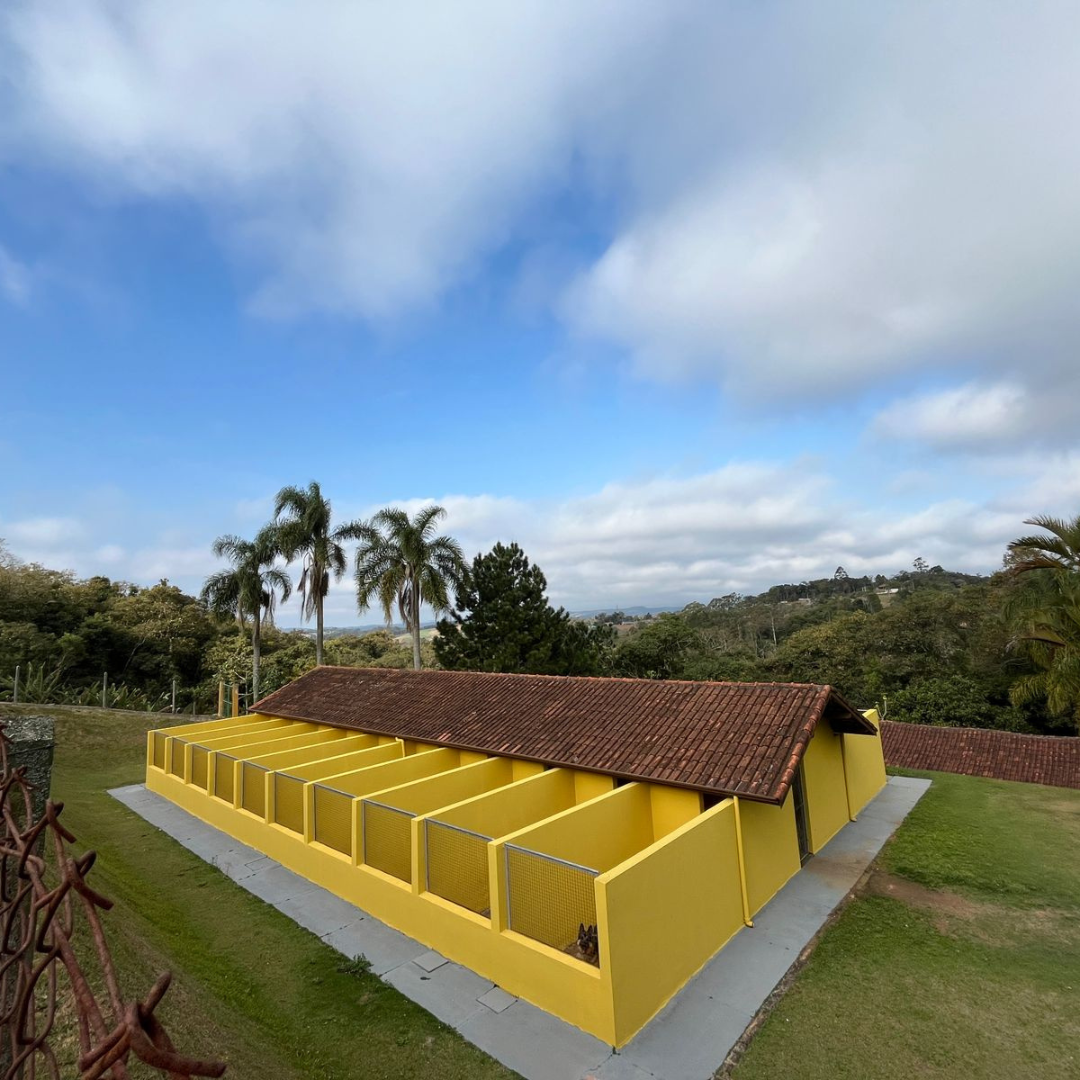 Asilo para Cachorro Campinas | Sunset Resort – Cuidado e Conforto para Cães Idosos