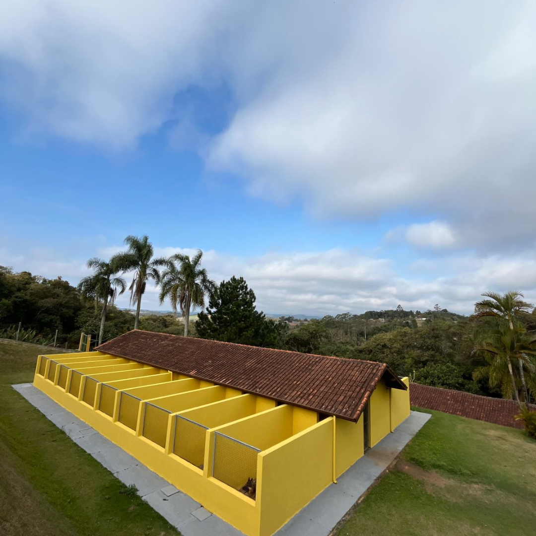 Asilo para Cachorro São Carlos | Sunset Resort – Cuidado e Carinho para Cães Idosos