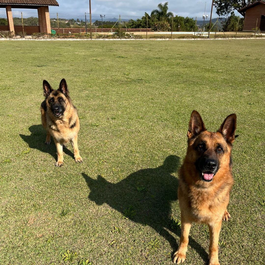 Hotel para Cachorro Perto de Mim | Sunset Resort – Segurança e Carinho para seu Pet