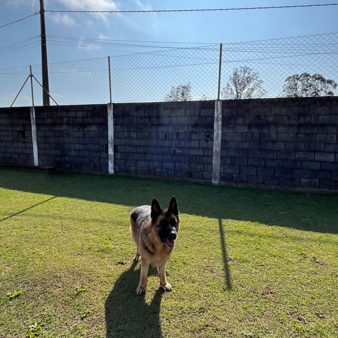 Hotel para Cachorro São Paulo | Sunset Resort – Hospedagem Segura e Confortável