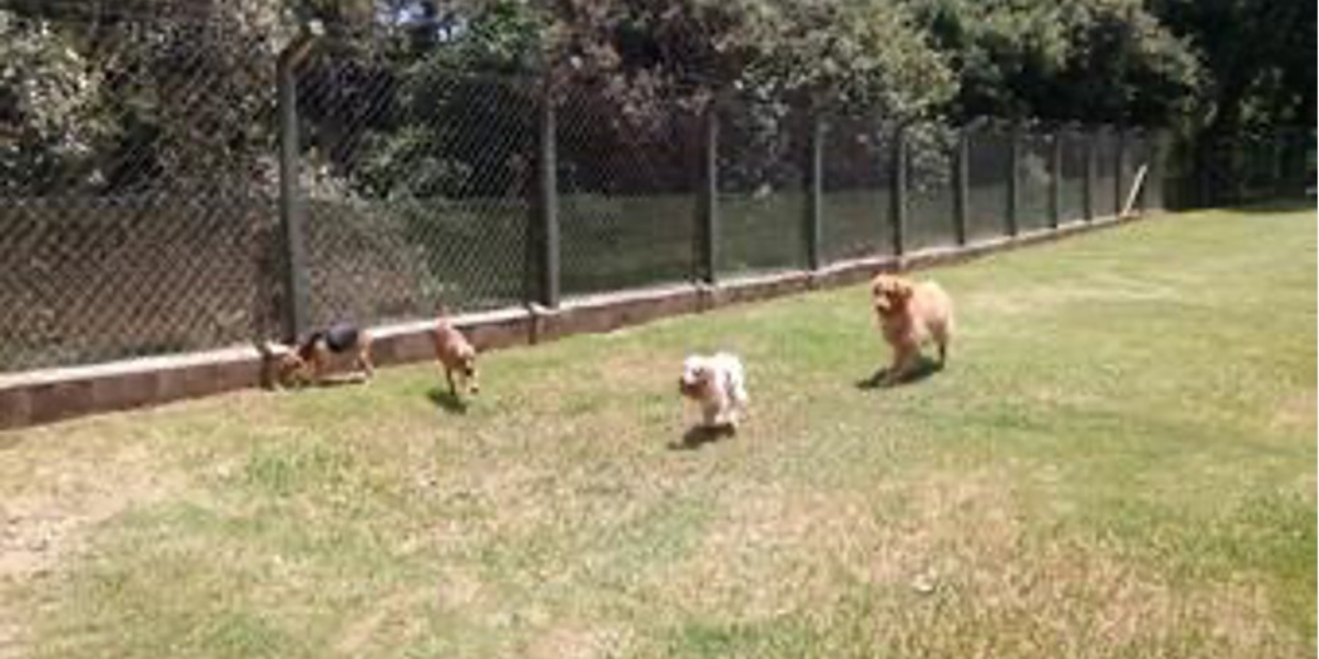 Hotel para Cachorros | Sunset Resort – Hospedagem Completa e Segura em SP