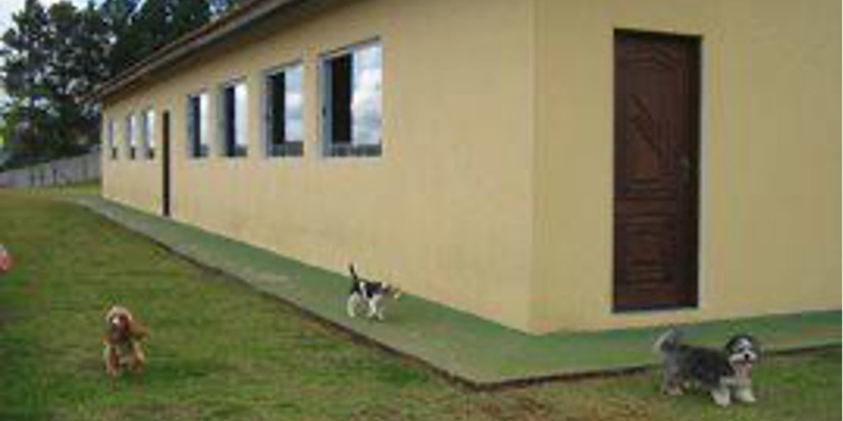 Hotel para Cachorro Campinas | Sunset Resort – Hospedagem Canina com Transporte e Lazer