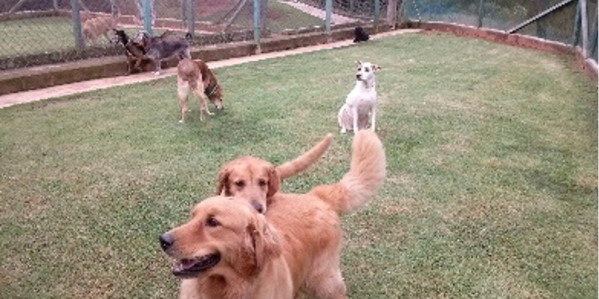 Hotel para Cachorro em Sorocaba | Sunset Resort – Hospedagem Canina com Transporte e Lazer