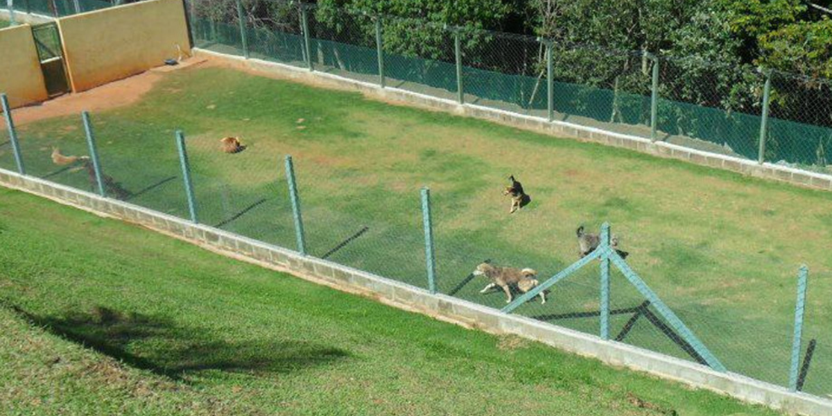 Hotel para Cachorro Guarulhos | Sunset Resort – Conforto e Segurança para seu Pet