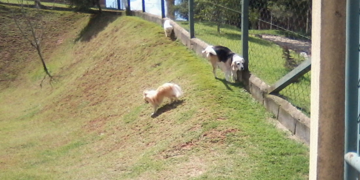 Hotel para Cachorro em Jundiaí | Sunset Resort – Conforto e Segurança para seu Pet