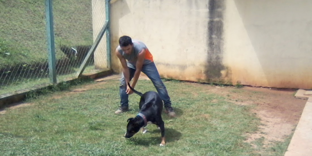 Asilo para Cachorro Tatuapé | Sunset Resort – Cuidado Especial para Cães Idosos