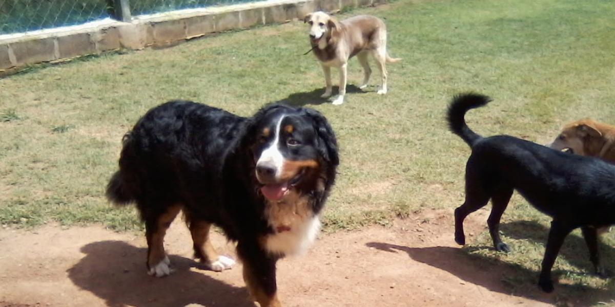 Hotel para Cachorro Morumbi | Sunset Resort – Conforto, Lazer e Cuidado Premium