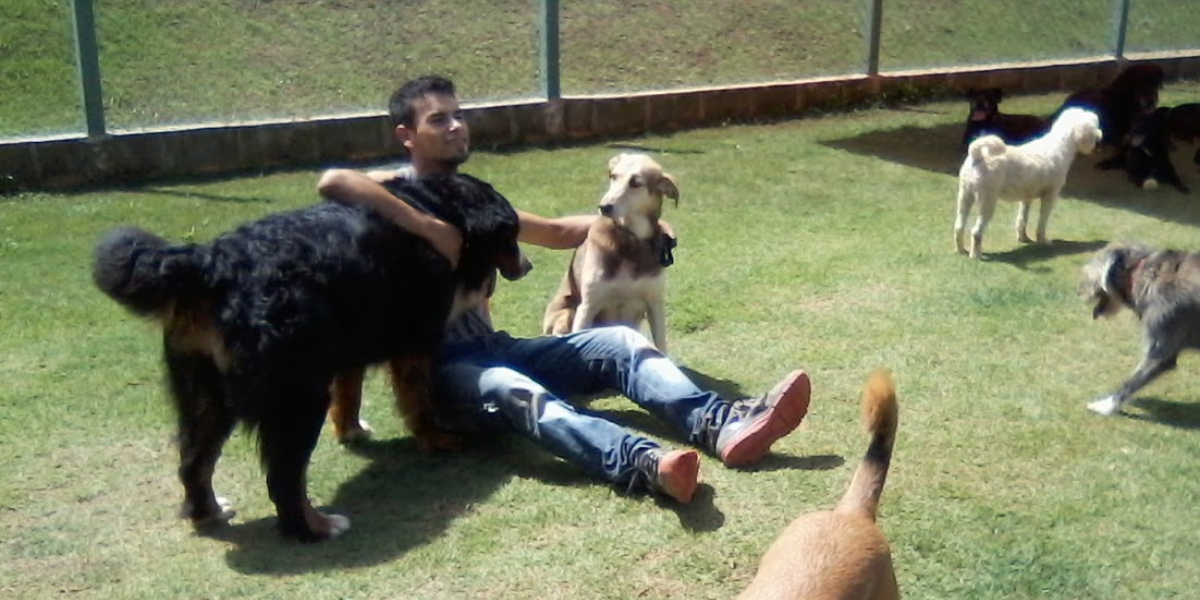 Asilo para Cachorro Brás | Sunset Resort – Cuidado Amoroso e Atenção Diária