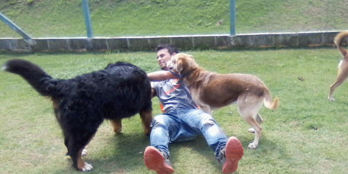 Asilo para Cachorro Morumbi | Sunset Resort – Cuidado Especial para Cães Idosos