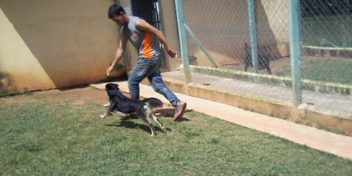 Asilo para Cachorro Centro | Sunset Resort – Cuidado, Amor e Acompanhamento Diário