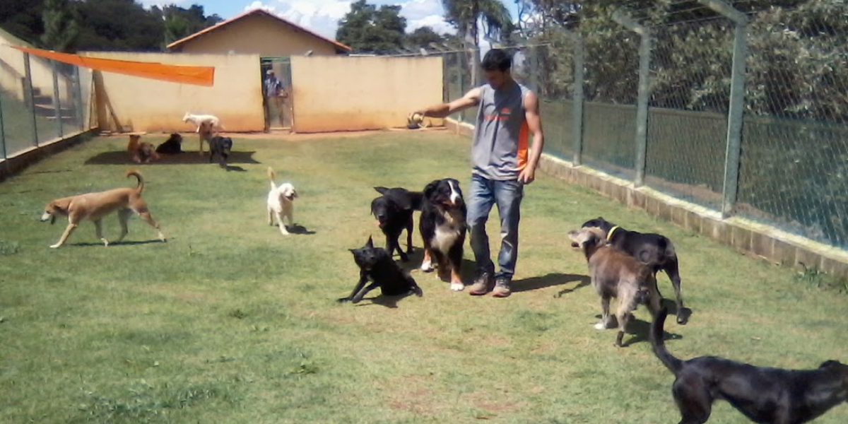 Hotel para Cachorro Pinheiros | Sunset Resort – Lazer, Segurança e Conforto 24h