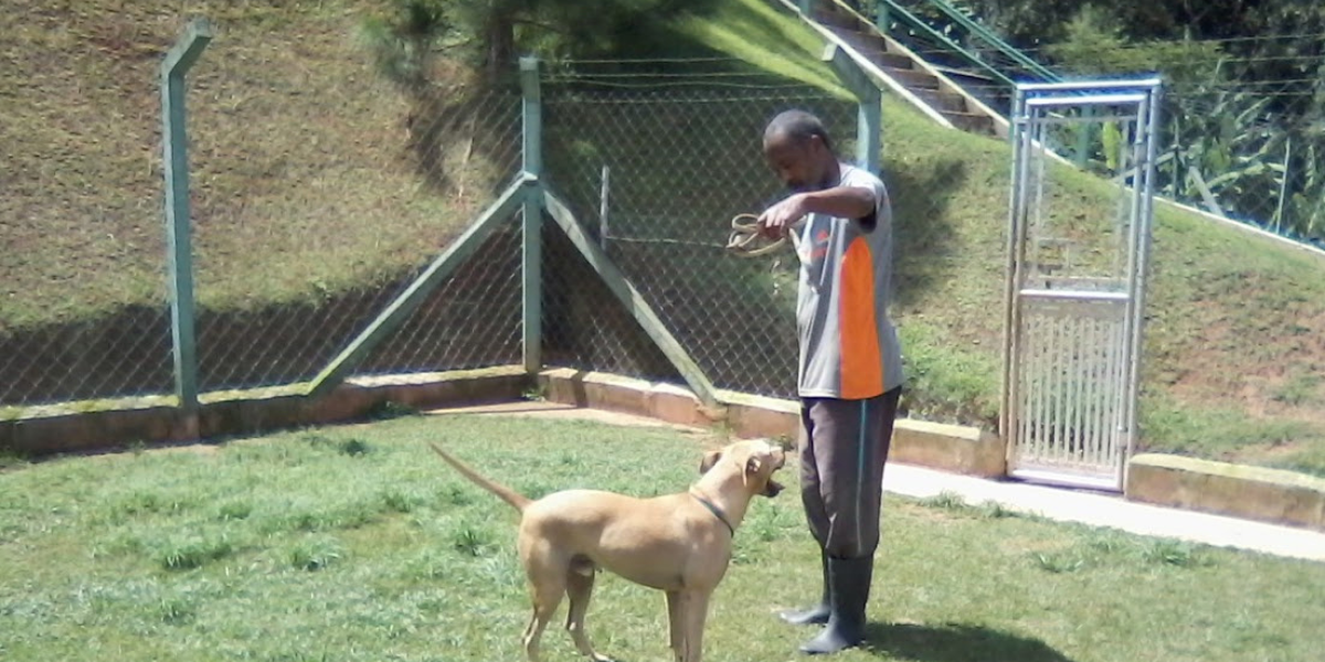 Asilo para Cachorro Pinheiros | Sunset Resort – Cuidado e Amor para Cães Idosos