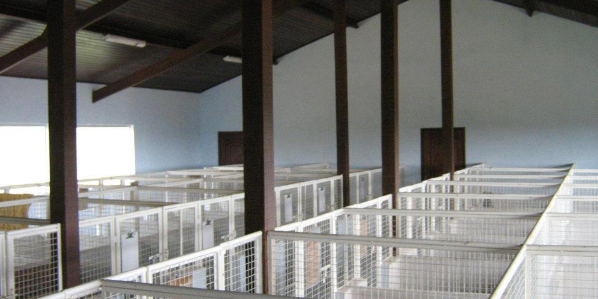 Asilo para Cachorro Itaim Bibi | Sunset Resort – Amor, Cuidado e Segurança