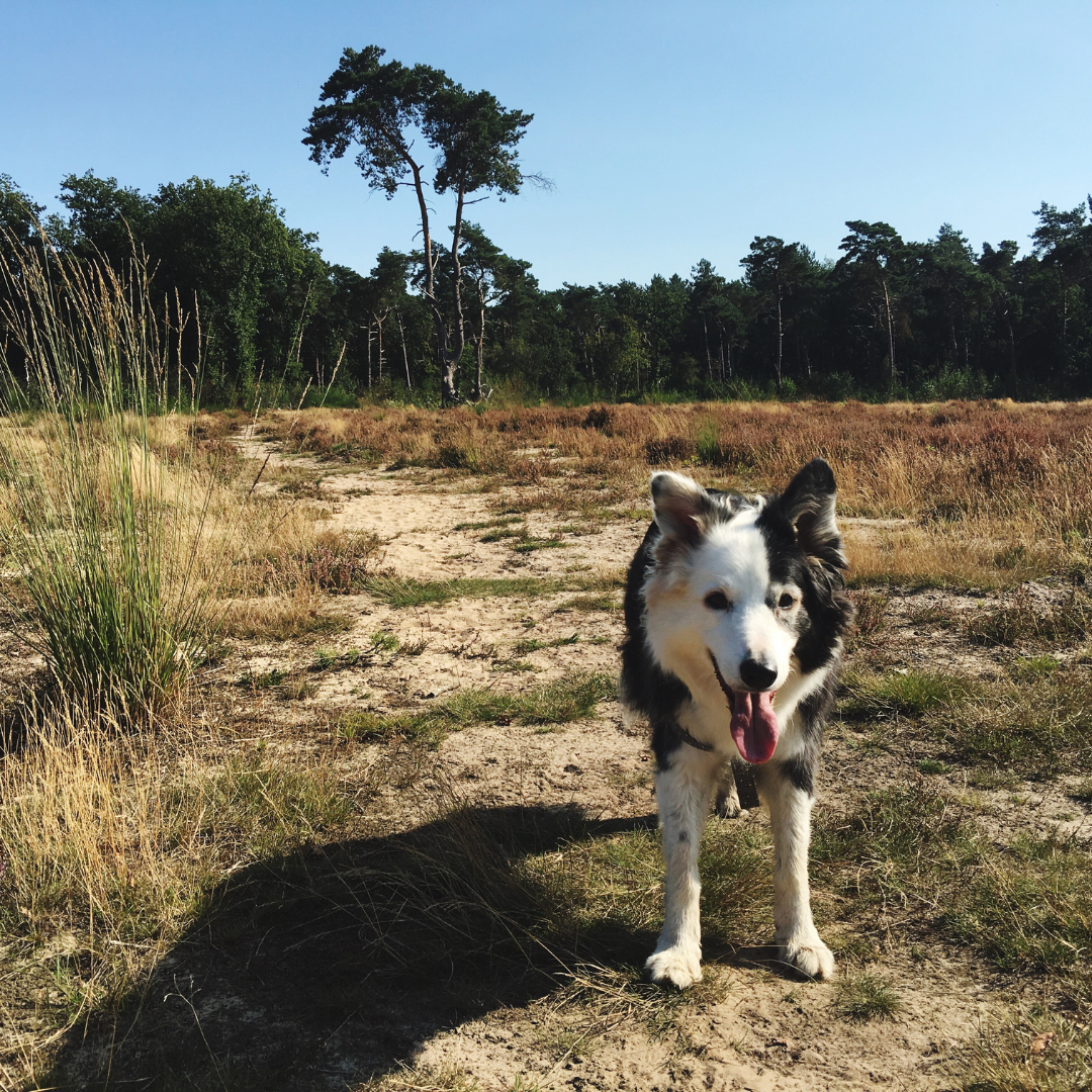 Asilo para Cachorro Campo Belo