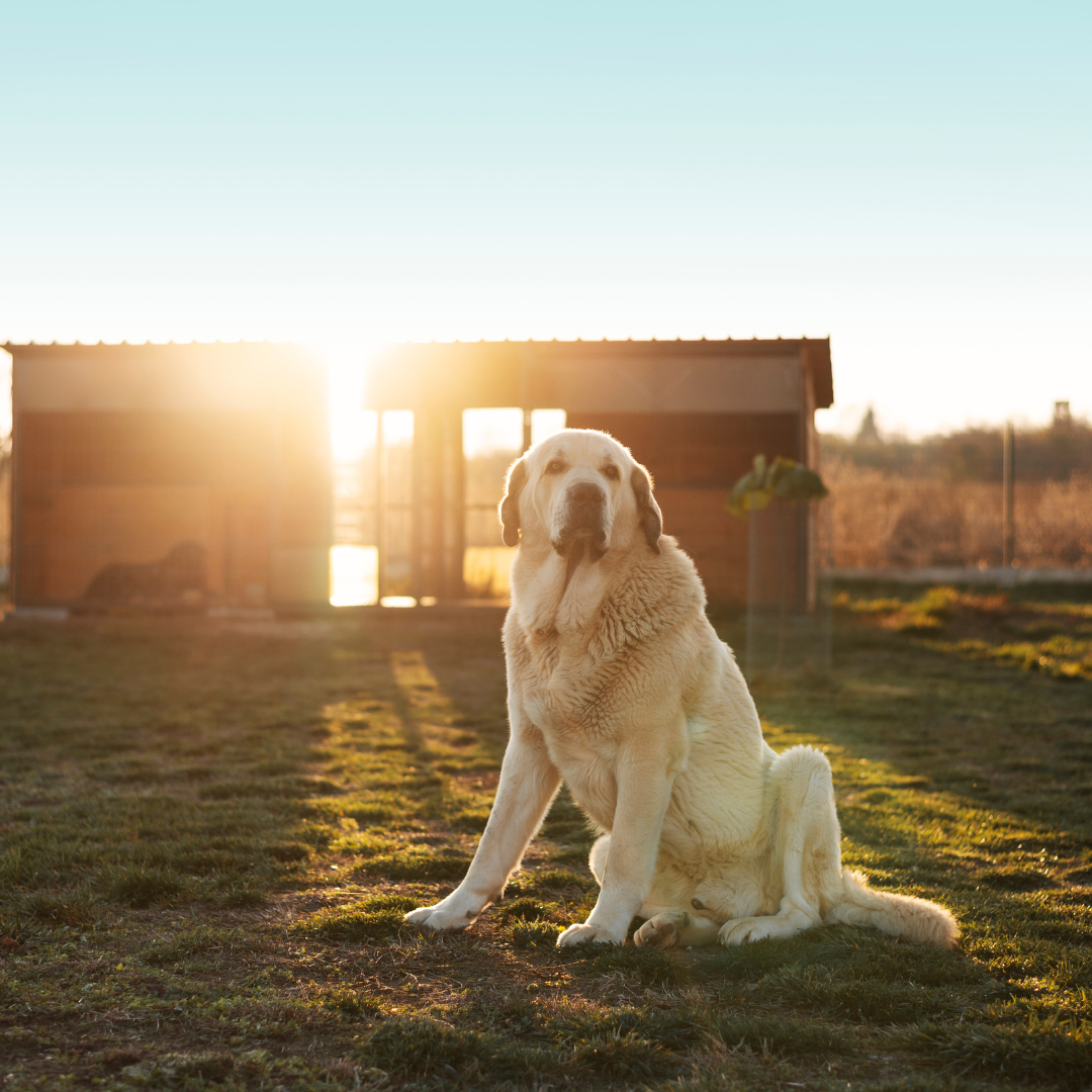 Hotel para Cachorro Vila Olímpia | Sunset Resort – Lazer, Natureza e Cuidado Premium