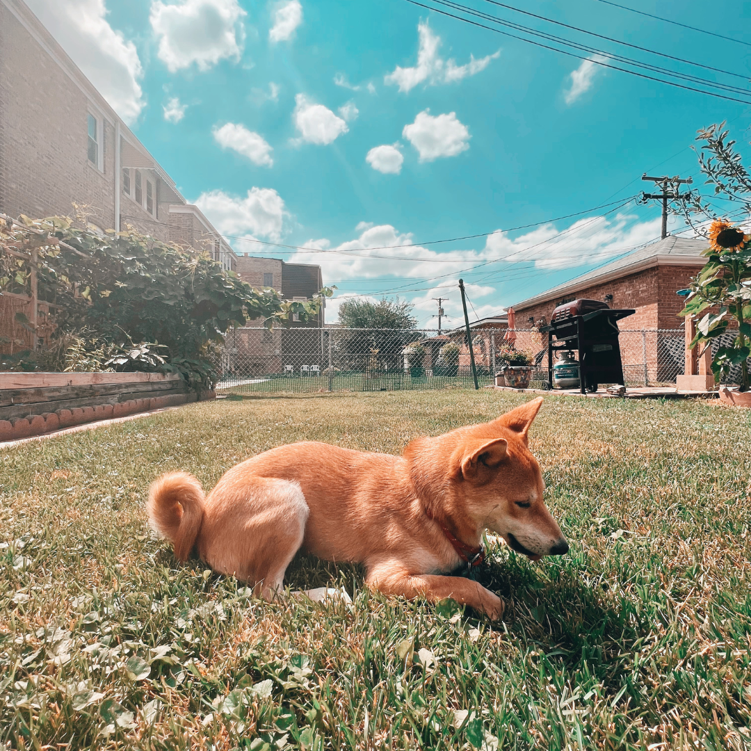 Hotel para Cachorro Interlagos | Sunset Resort – Conforto, Natureza e Cuidado 24h