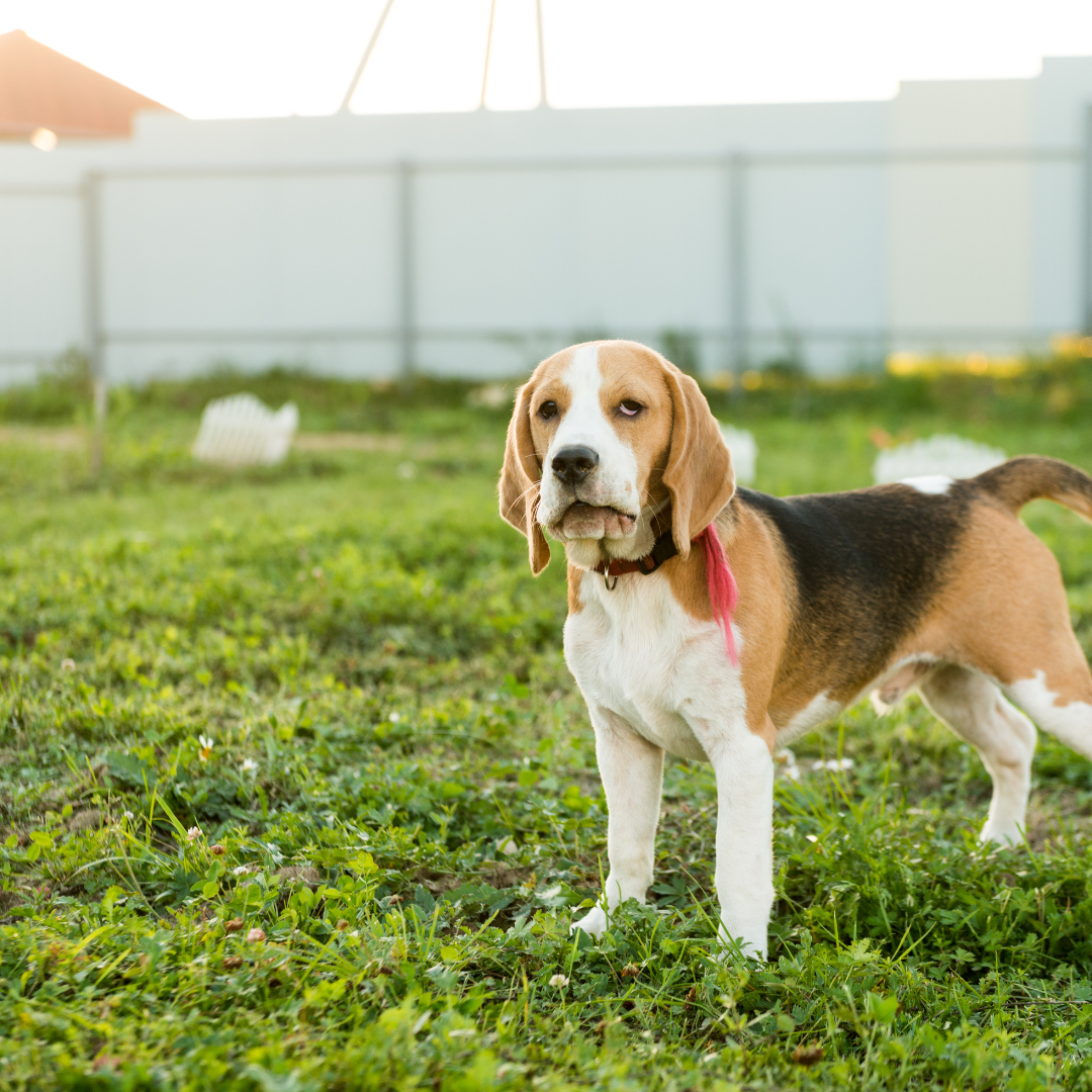 Asilo para Cachorro Interlagos | Sunset Resort – Cuidado Especializado para Cães Idosos