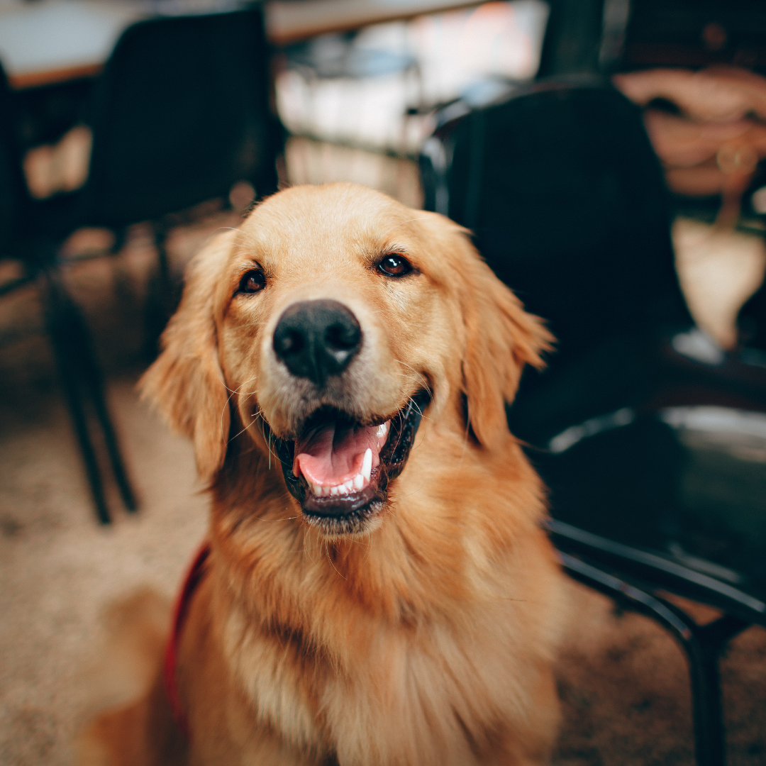 Asilo para Cachorro Campo Grande SP | Sunset Resort – Amor, Segurança e Cuidado 24h
