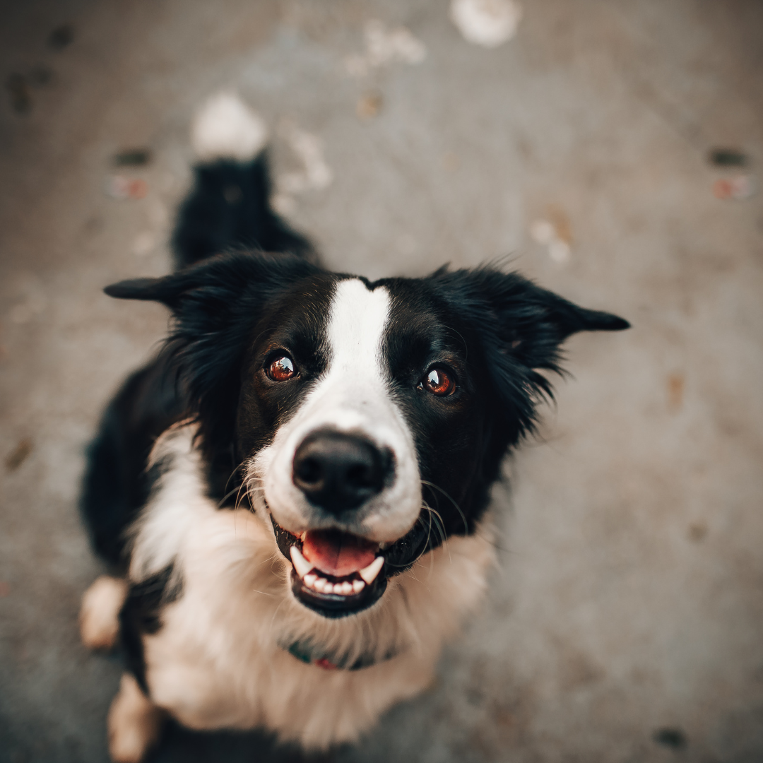 Asilo para Cachorro Cidade Dutra | Sunset Resort – Cuidado Especializado para Cães Idosos