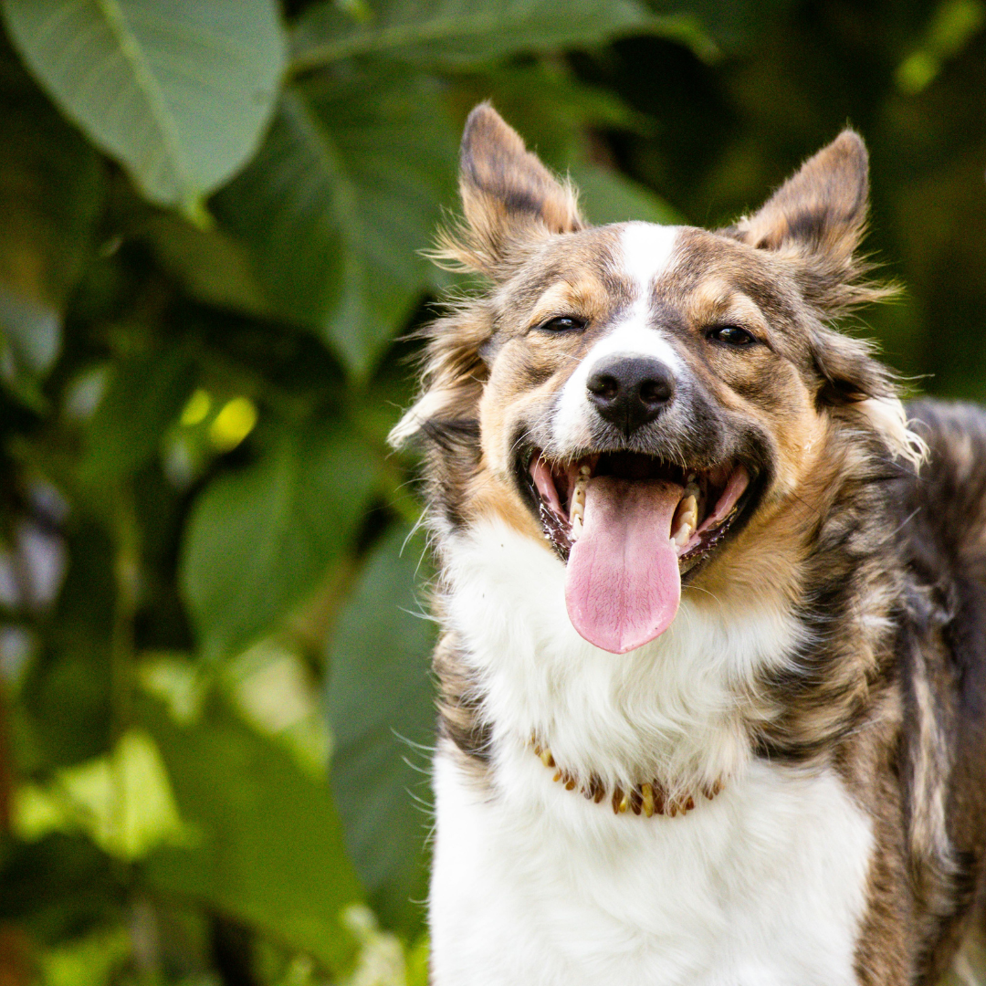 Asilo para Cachorro Grajaú | Sunset Resort – Cuidado Especializado para Cães Idosos