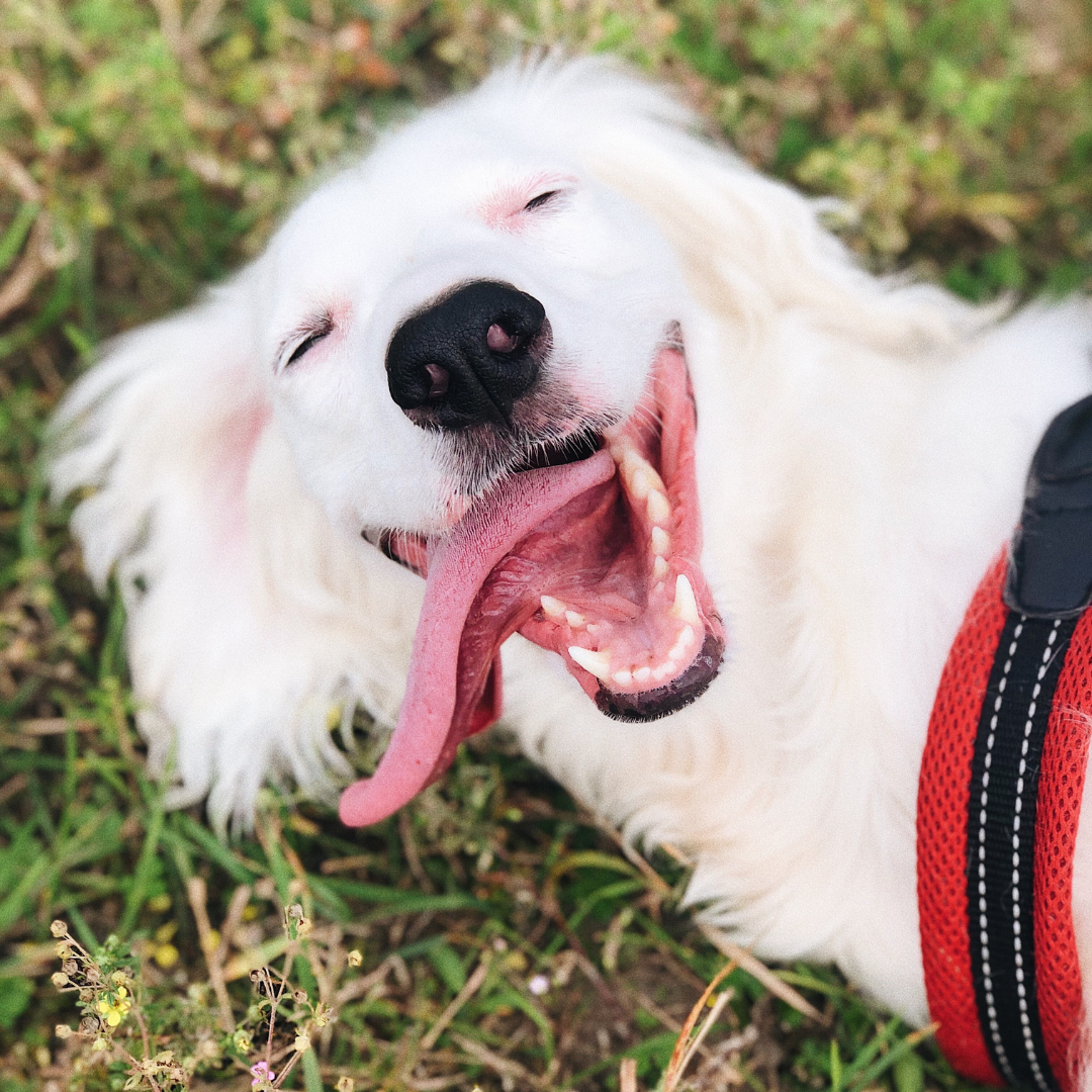 Asilo para Cachorro Jardim Ângela | Sunset Resort – Cuidado Especializado para Cães Idosos
