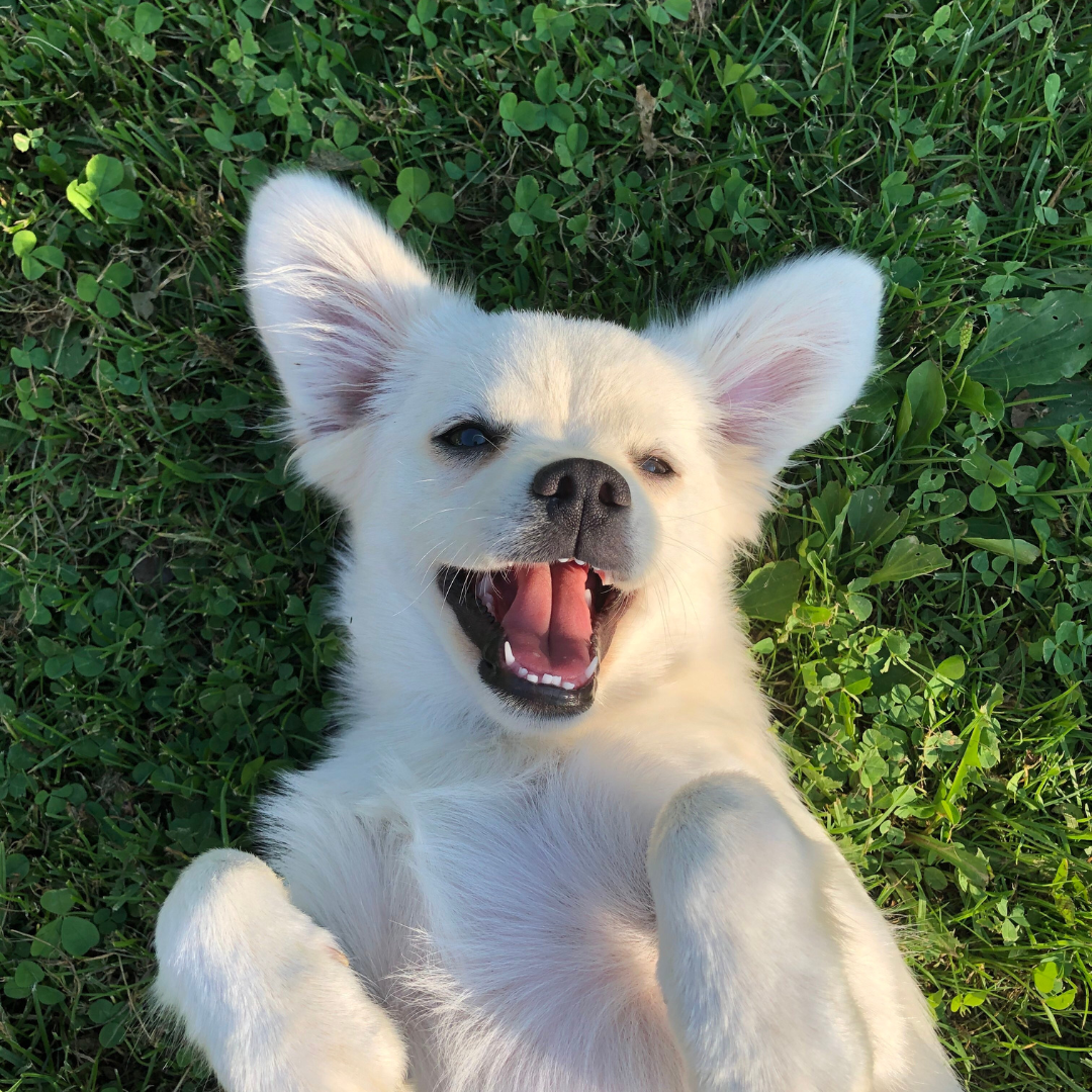 Asilo para Cachorro Panamby | Sunset Resort – Cuidado Especializado para Cães Idosos