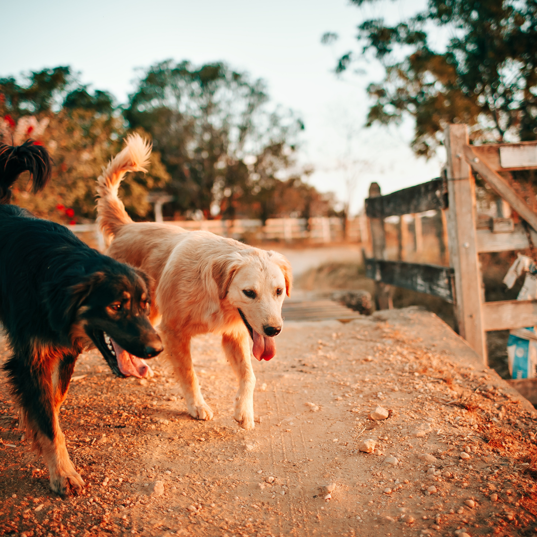 Asilo para Cachorro Vila Sônia | Sunset Resort – Cuidado Especializado para Cães Idosos