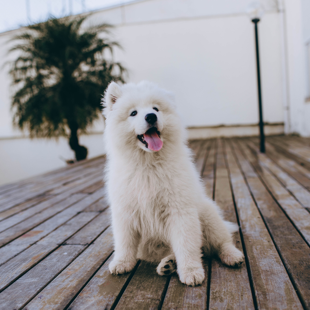 Hotel para Cachorro Butantã | Sunset Resort – Estrutura Completa, Natureza e Cuidado 24h