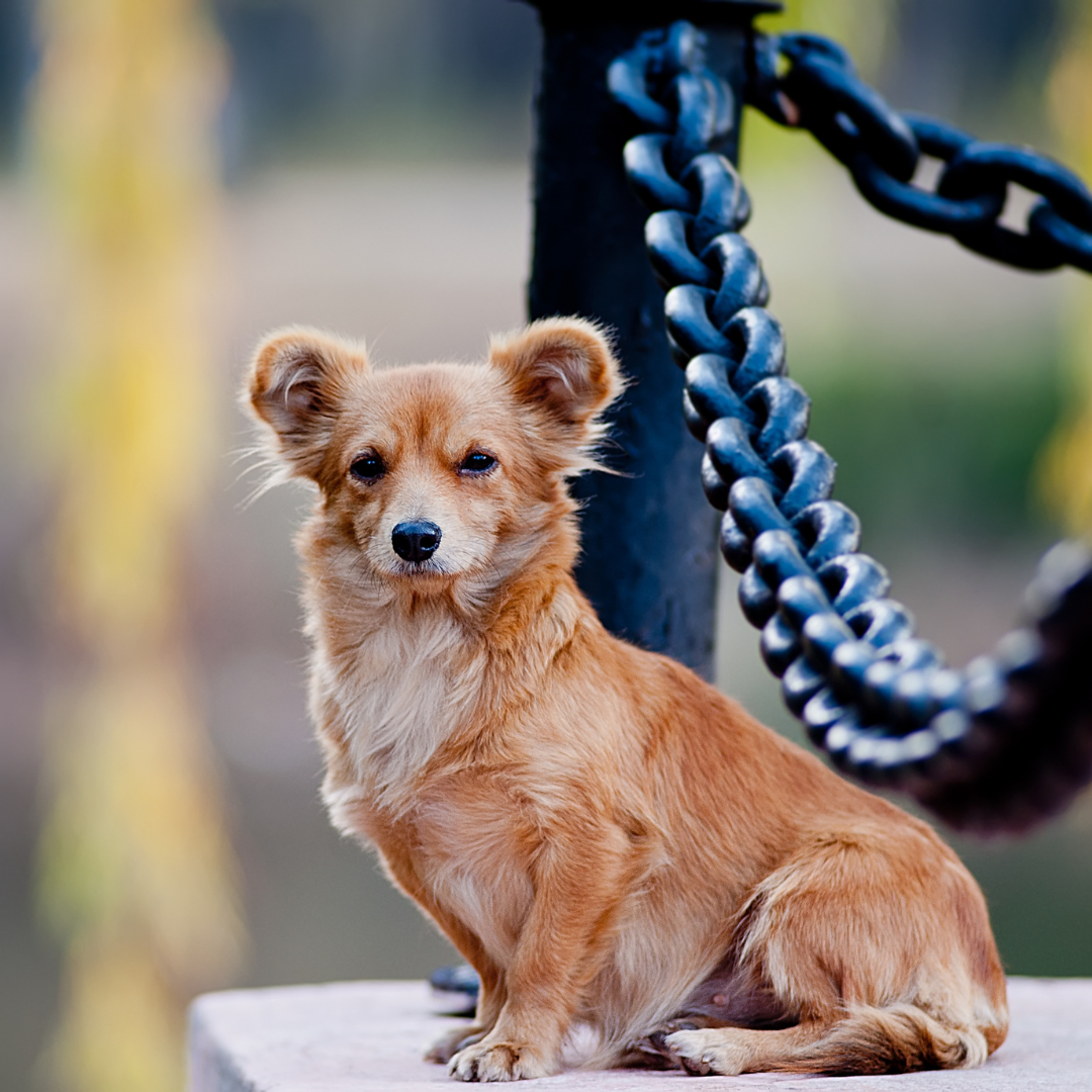 Asilo para Cachorro Butantã | Sunset Resort – Cuidado Especializado para Cães Idosos