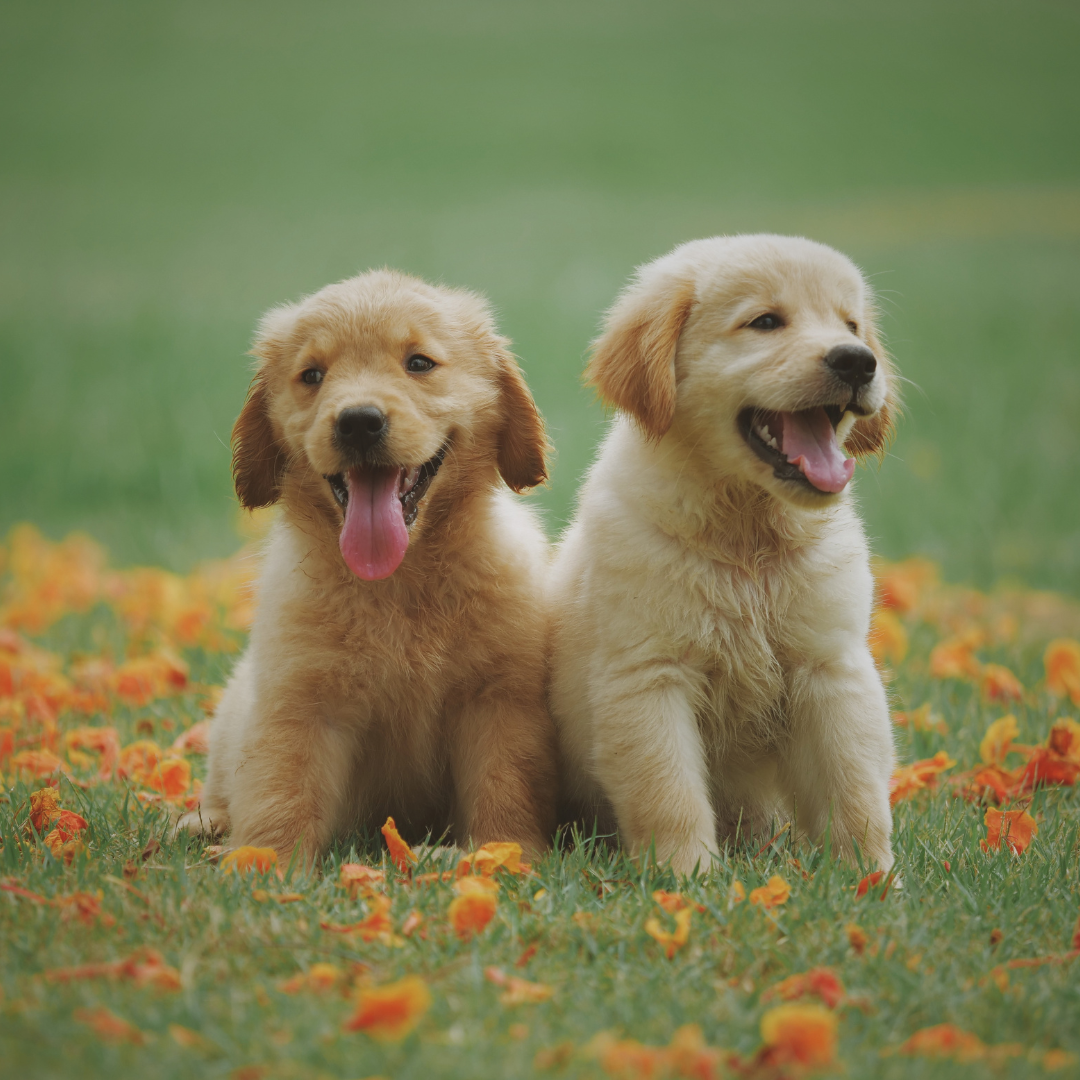 Asilo para Cachorro Vila Leopoldina | Sunset Resort – Cuidado Especializado para Cães Idosos