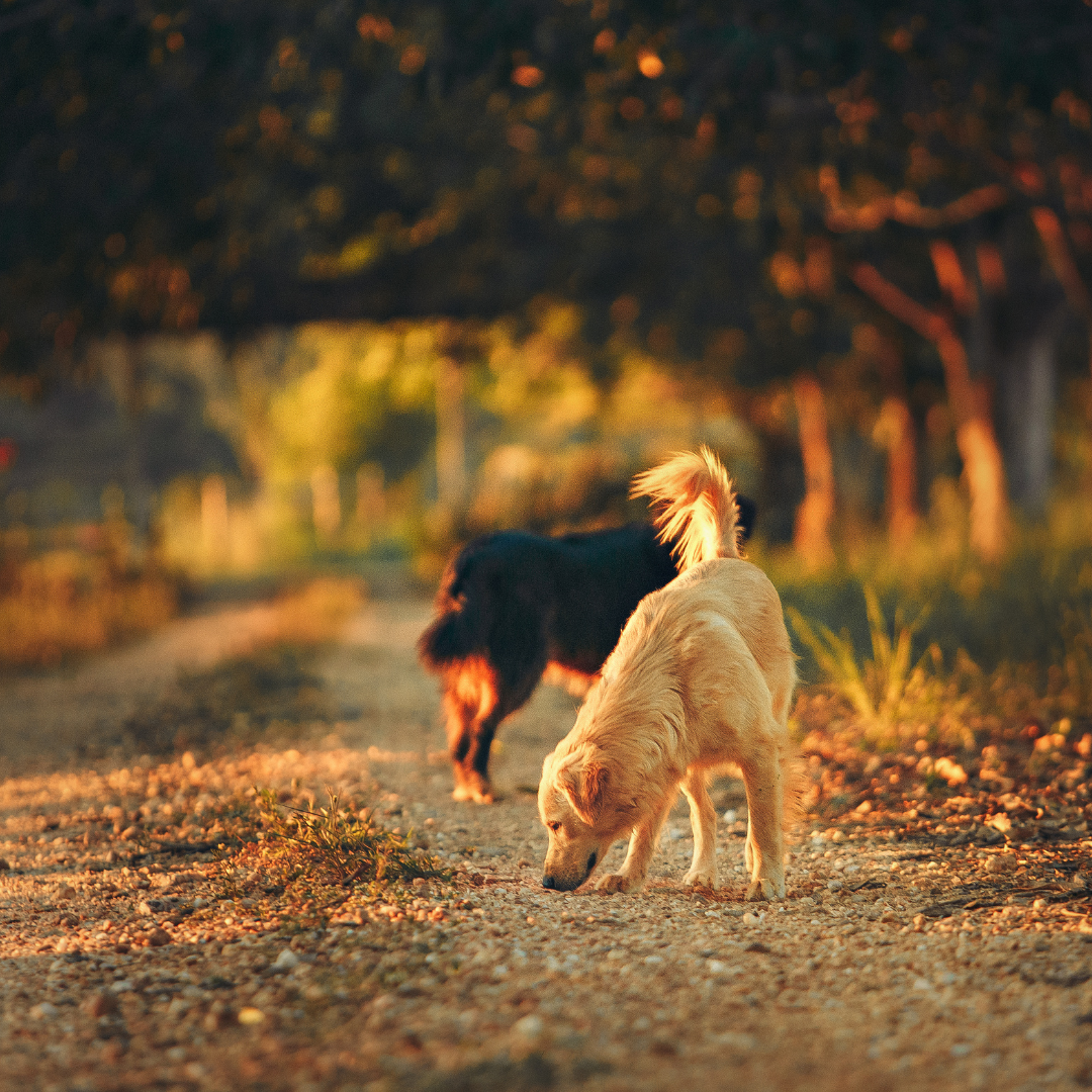 Asilo para Cachorro Lapa | Sunset Resort – Lar Seguro e Cuidado Integral para Cães Idosos