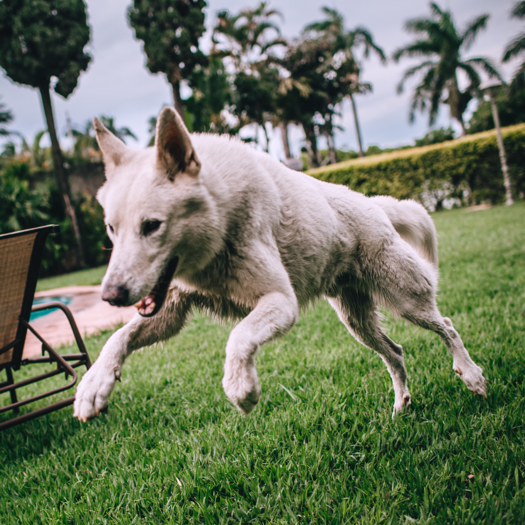 Hotel para Cachorro Jaguaré | Sunset Resort – Estrutura Completa, Espaço e Cuidado Profissional 24h