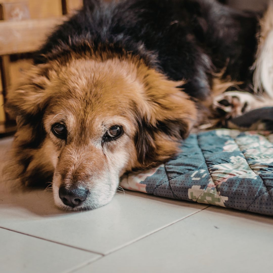 Hotel para Cachorro Limão | Sunset Resort – Hospedagem Canina Profissional com Estrutura Completa