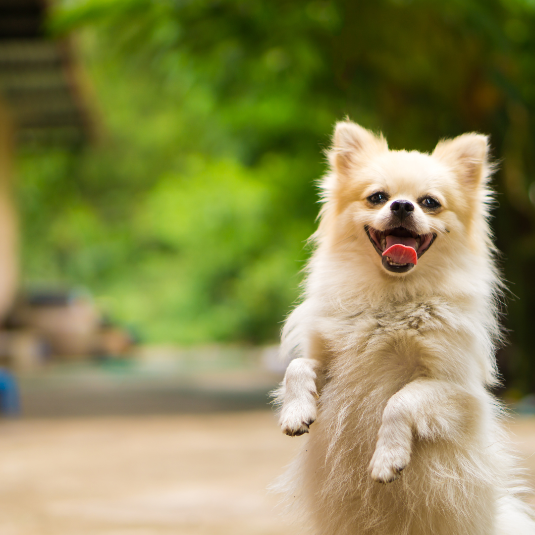 Asilo para Cachorro Tucuruvi | Sunset Resort – Cuidado Integral para Cães Idosos com Segurança 24h