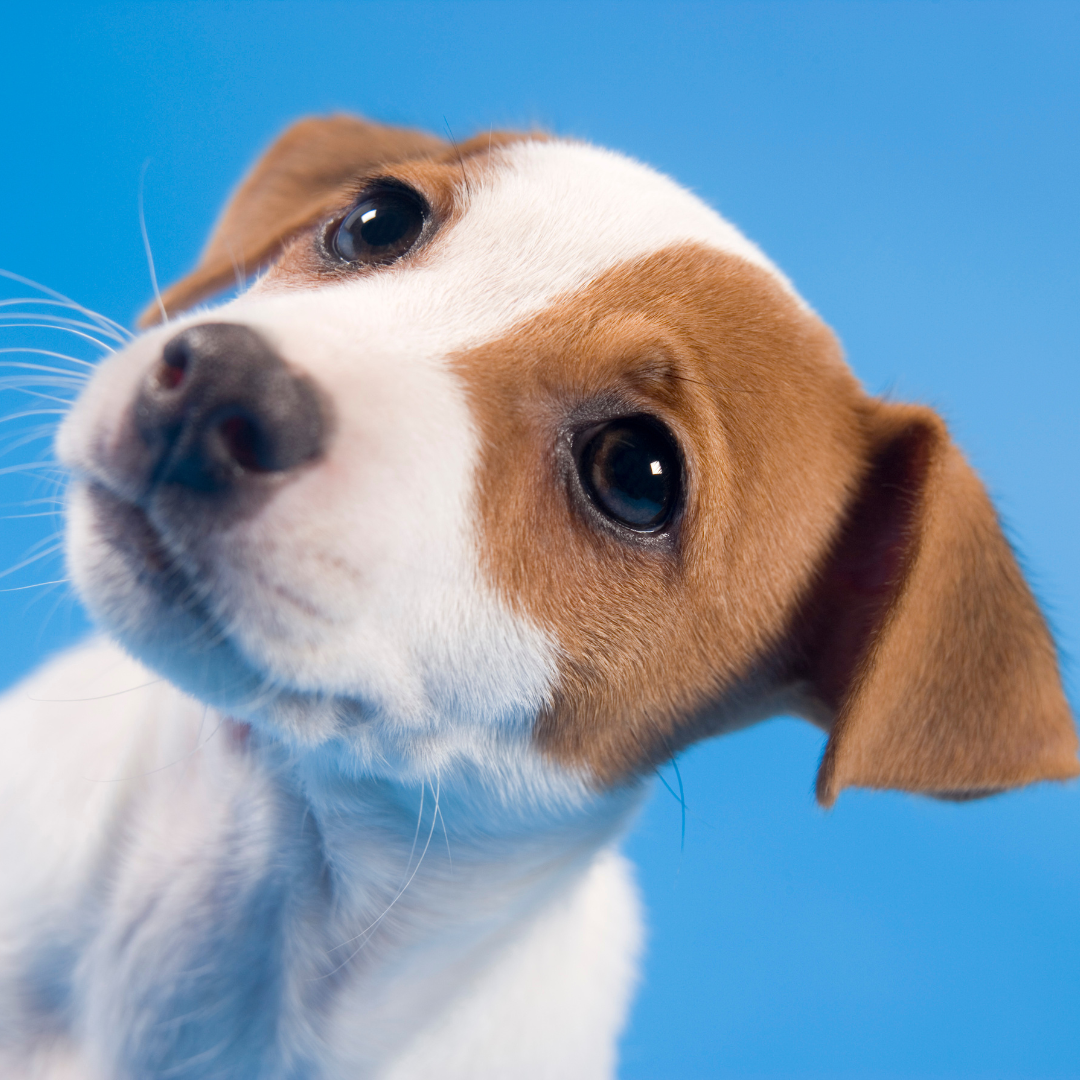 Hotel para Cães | Hospedagem Canina Profissional com Estrutura Completa e Segurança 24h