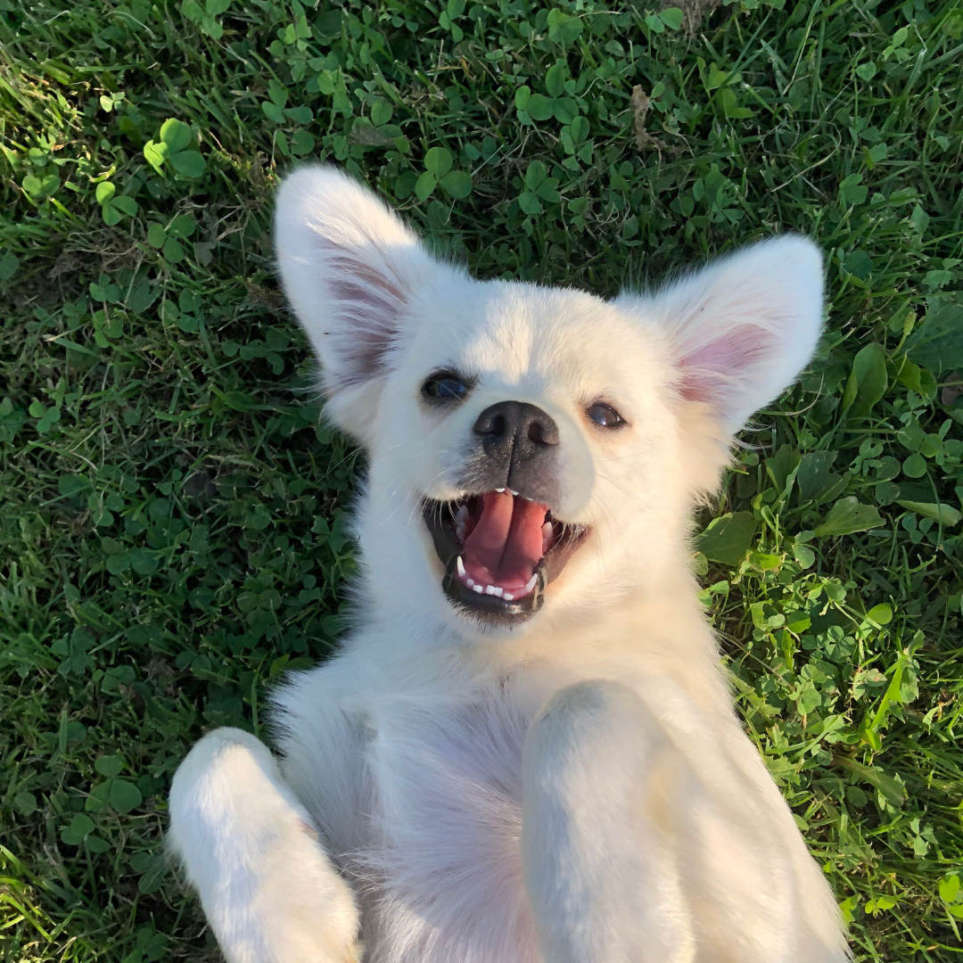 Hotel Canino | Hospedagem Profissional para Cães com Estrutura Completa e Segurança 24h