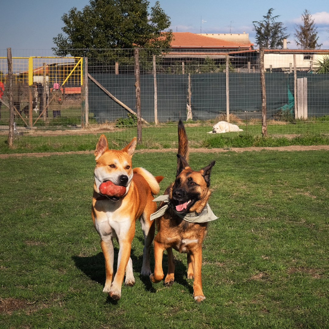 Hotel para Cachorro | Hospedagem Canina Segura com Estrutura Profissional