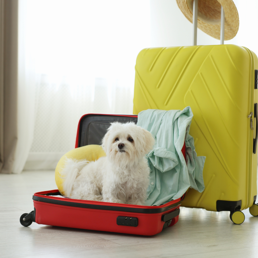 Hotel para Cachorro Zona Sul | Hospedagem Canina Completa com Transporte e Estrutura Profissional