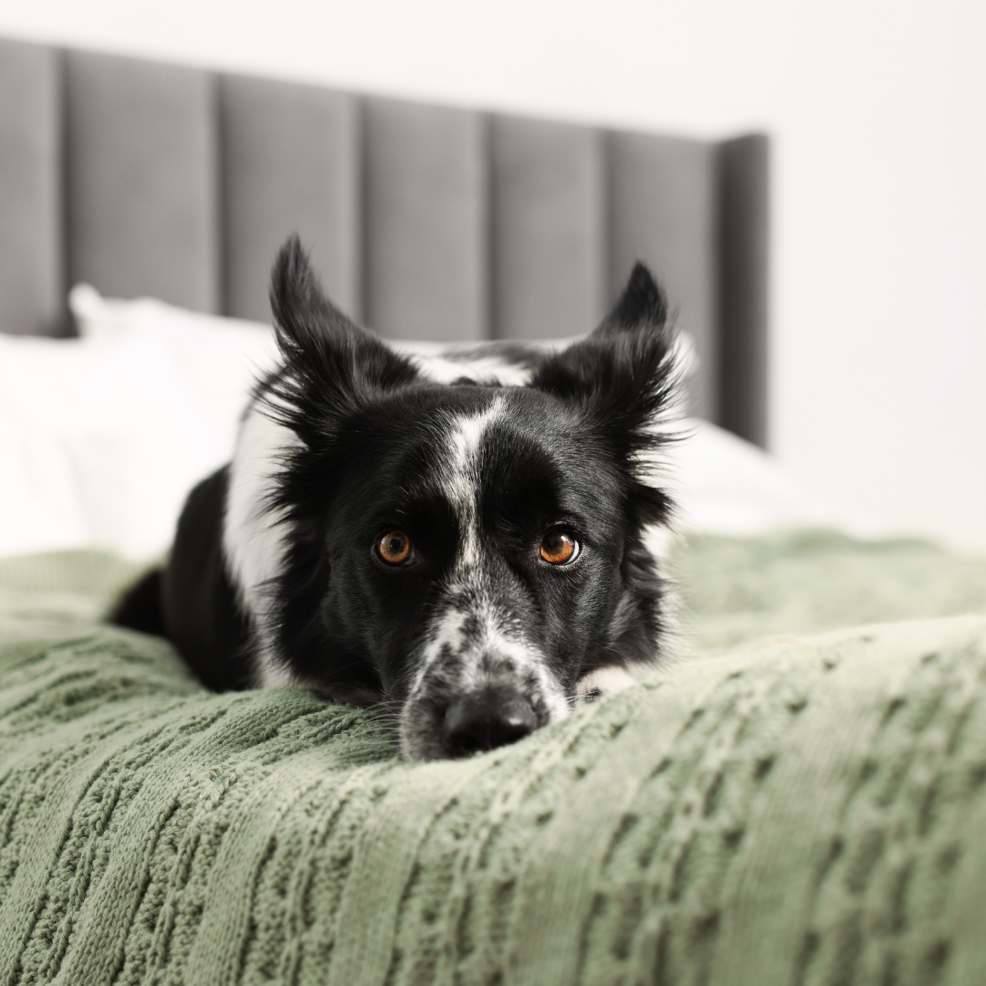 Hotel para Cachorro Zona Oeste | Hospedagem Canina Completa com Estrutura Profissional