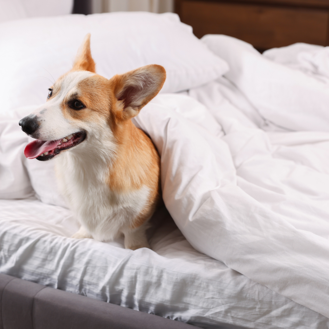 Hotel para Cachorro Zona Leste | Hospedagem Canina Completa com Transporte e Segurança