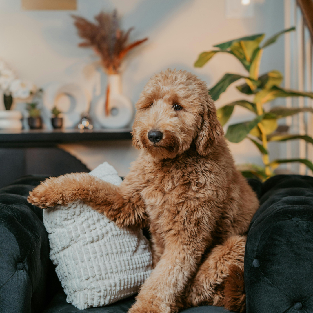 Hotel para Cachorro SP | Hospedagem Canina Profissional com Transporte e Segurança 24h