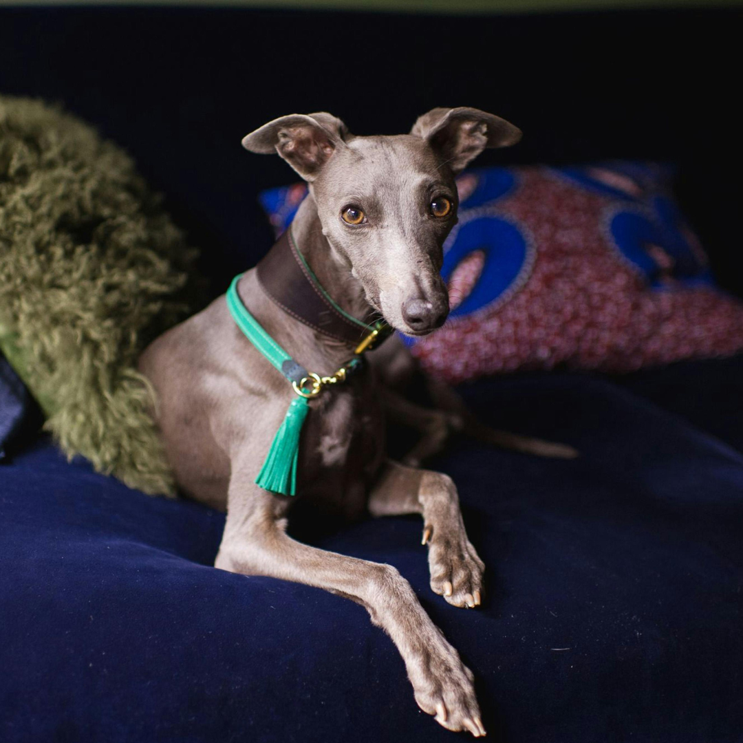 Preço Hotel para Cachorro Diária | Valores Atualizados e o Que Está Incluso