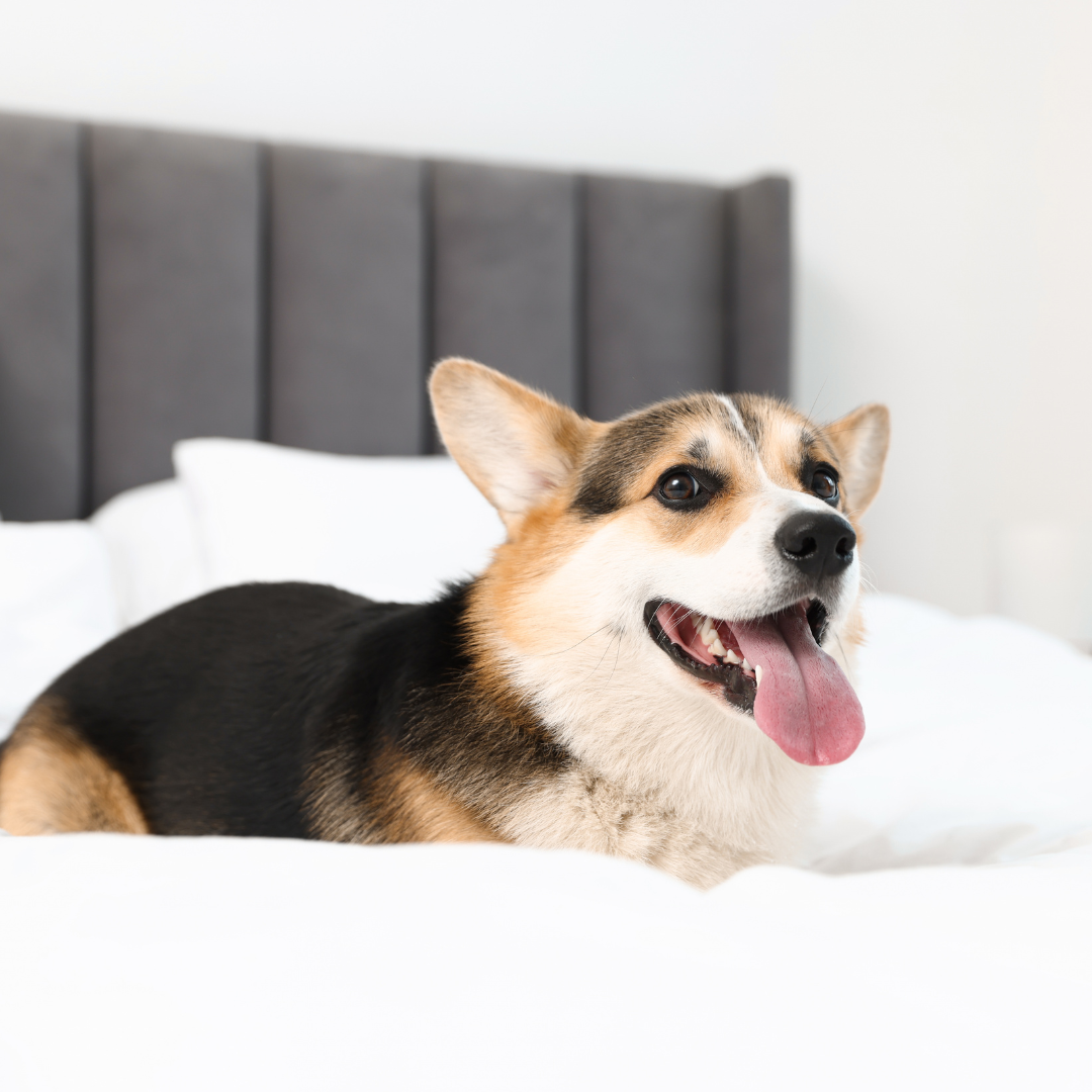 Hotel para Cachorro Valor | Quanto Custa e Como Escolher com Segurança