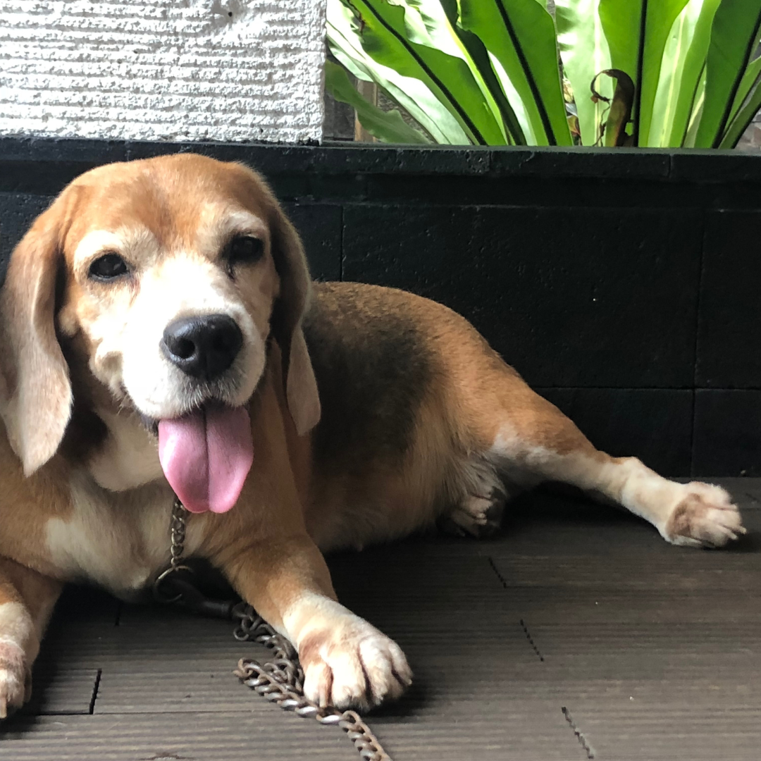 Hotel para Cachorro Barato | Vale a Pena? Veja os Riscos e Como Escolher Certo