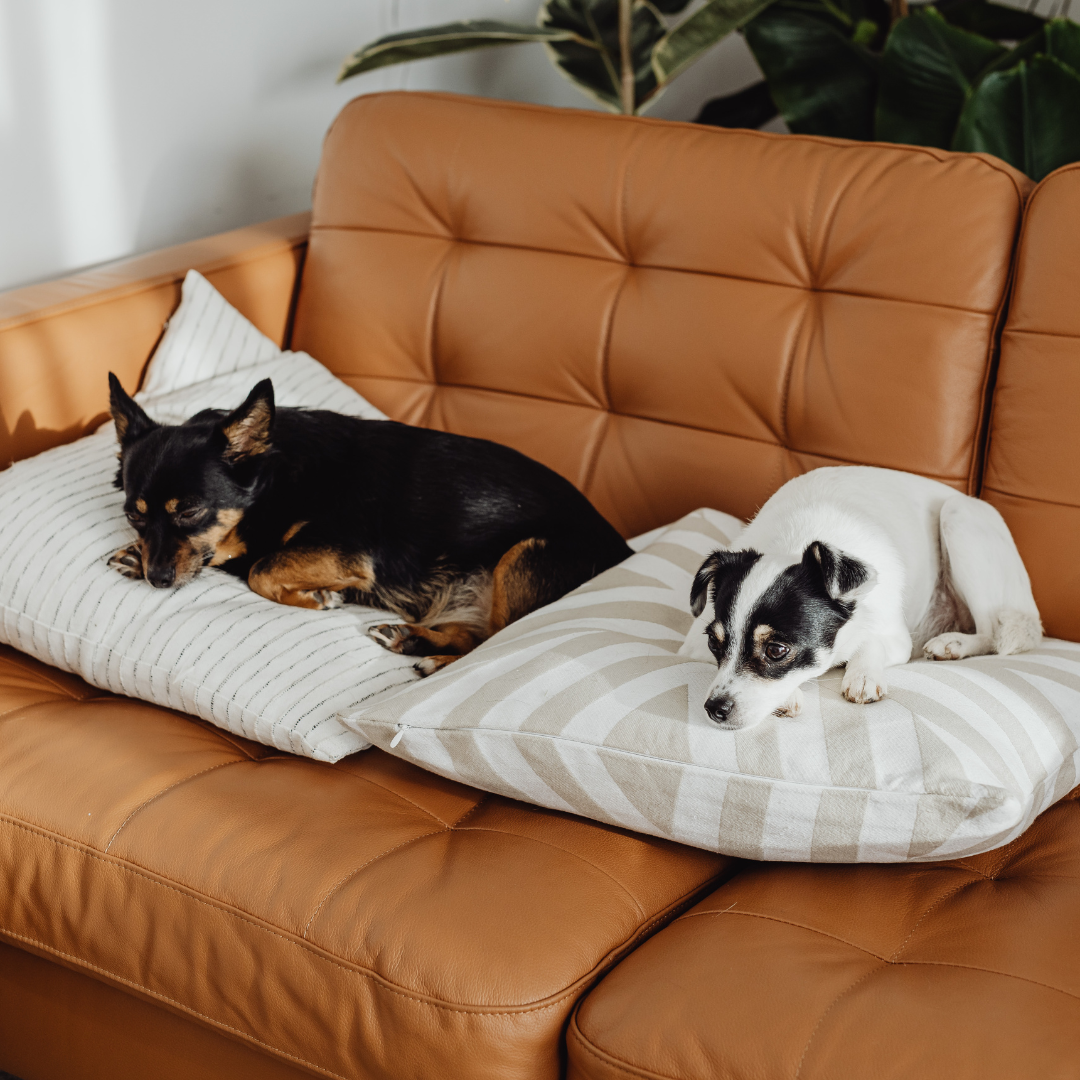 Melhor Hotel para Cachorro | Como Escolher com Segurança e Evitar Erros