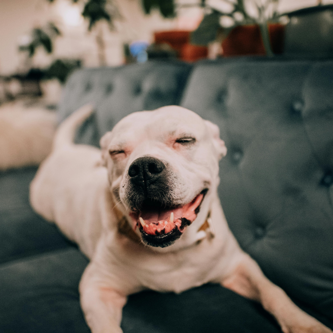 Hotel para Cachorro Confiável | Como Escolher uma Hospedagem Segura para Seu Pet